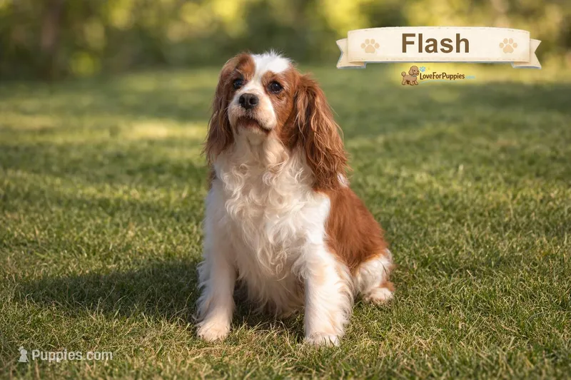 Flash – Cavalier King Charles Spaniel puppy for sale in Clare, MI