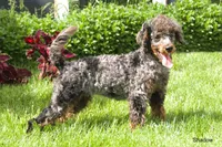 Shadow, a male Poodle - Miniature  for sale in Clare, MI – 1 of 4