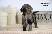Snickers, a male Cavapoo for sale in Clare, MI – Photo 3 of 4