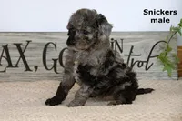 Snickers, a male Cavapoo for sale in Clare, MI – Photo 2 of 4