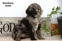 Snickers, a male Cavapoo for sale in Clare, MI – Photo 1 of 4