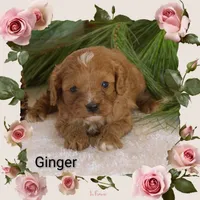 Ginger, a female Cavapoo for sale in Clare, MI – Photo 4 of 5