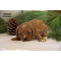 Ginger, a female Cavapoo for sale in Clare, MI – Photo 2 of 5