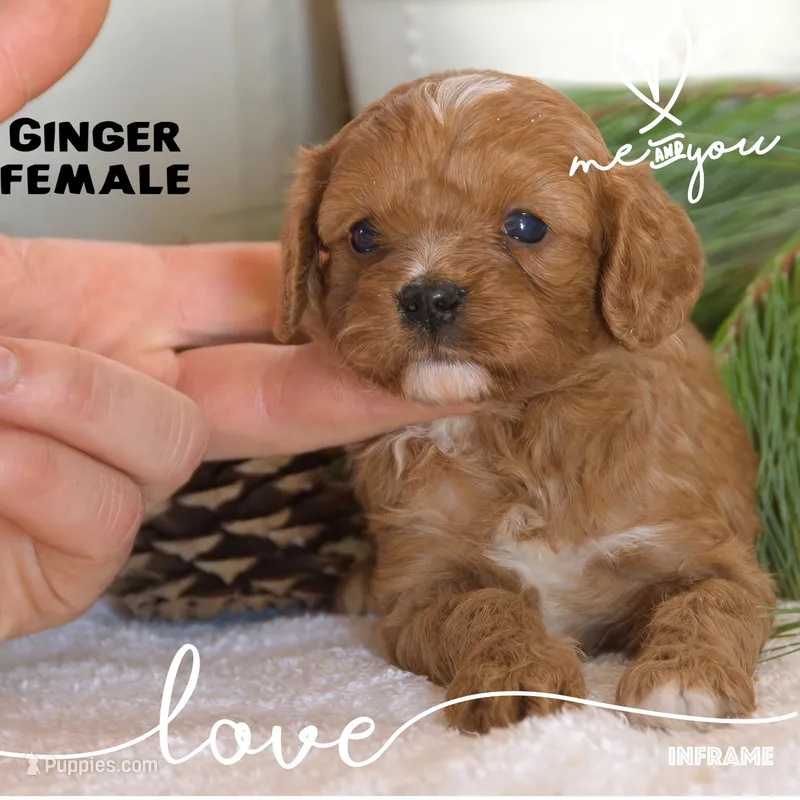 Ginger