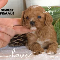 Ginger, a female Cavapoo for sale in Clare, MI – Photo 1 of 5