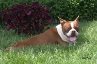 Heather, a female Boston Terrier for sale in Clare, MI – 2 of 3