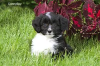 DannyBoy, a male Miniature Aussiedoodle for sale in Clare, MI – 2 of 2