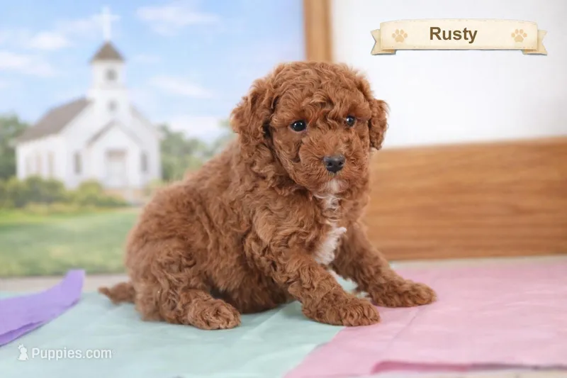 Rusty – Poodle - Miniature  puppy for sale in Clare, MI