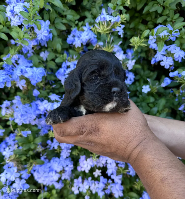 Bonita – Cocker Spaniel puppy for sale in Riverside, CA