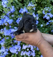 Bonita, a female Cocker Spaniel for sale in Riverside, CA – 1 of 2