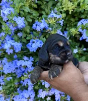Midnight, a male Cocker Spaniel for sale in Riverside, CA – 2 of 2