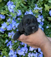 Sapphire , a female Cocker Spaniel for sale in Riverside, CA – 2 of 2