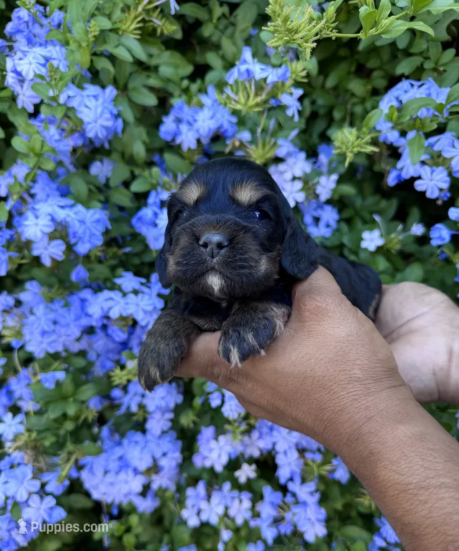 Midnight – Cocker Spaniel puppy for sale in Riverside, CA