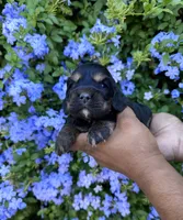 Midnight, a male Cocker Spaniel for sale in Riverside, CA – 1 of 2