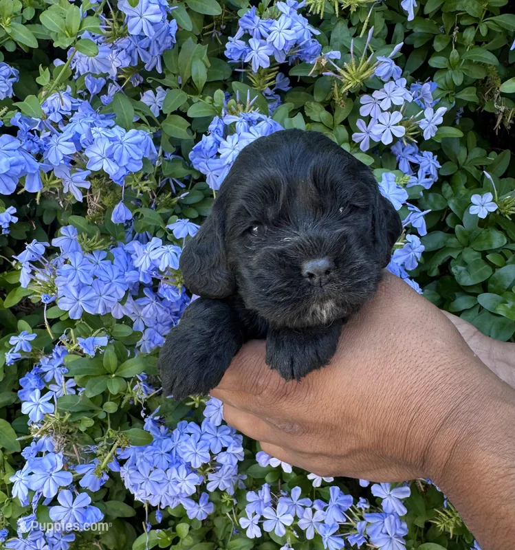 Sapphire  – Cocker Spaniel puppy for sale in Riverside, CA