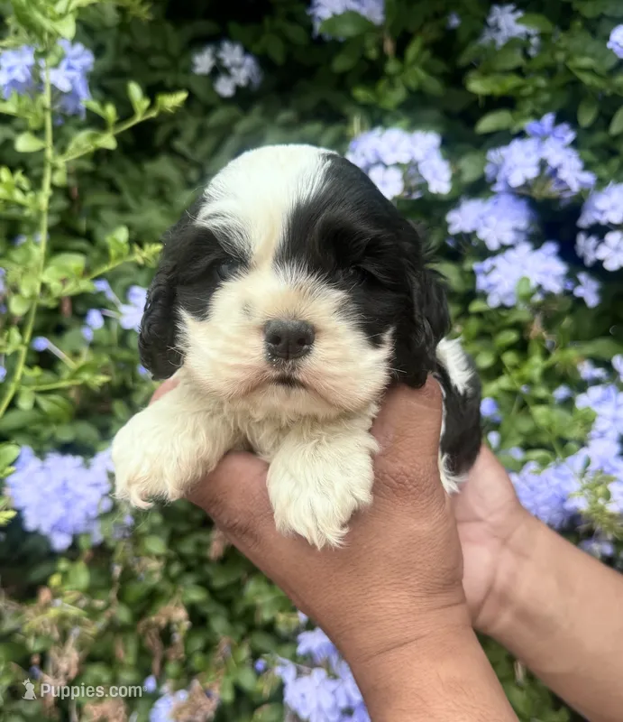 Teddy – Cocker Spaniel puppy on hold in Riverside, CA