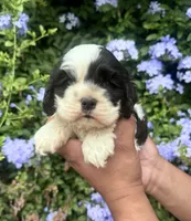 Teddy, a male Cocker Spaniel for sale in Riverside, CA – 1 of 3