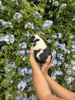 Teddy, a male Cocker Spaniel for sale in Riverside, CA – 3 of 3