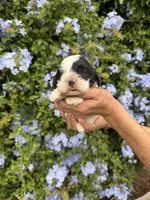 Teddy, a male Cocker Spaniel for sale in Riverside, CA – 2 of 3