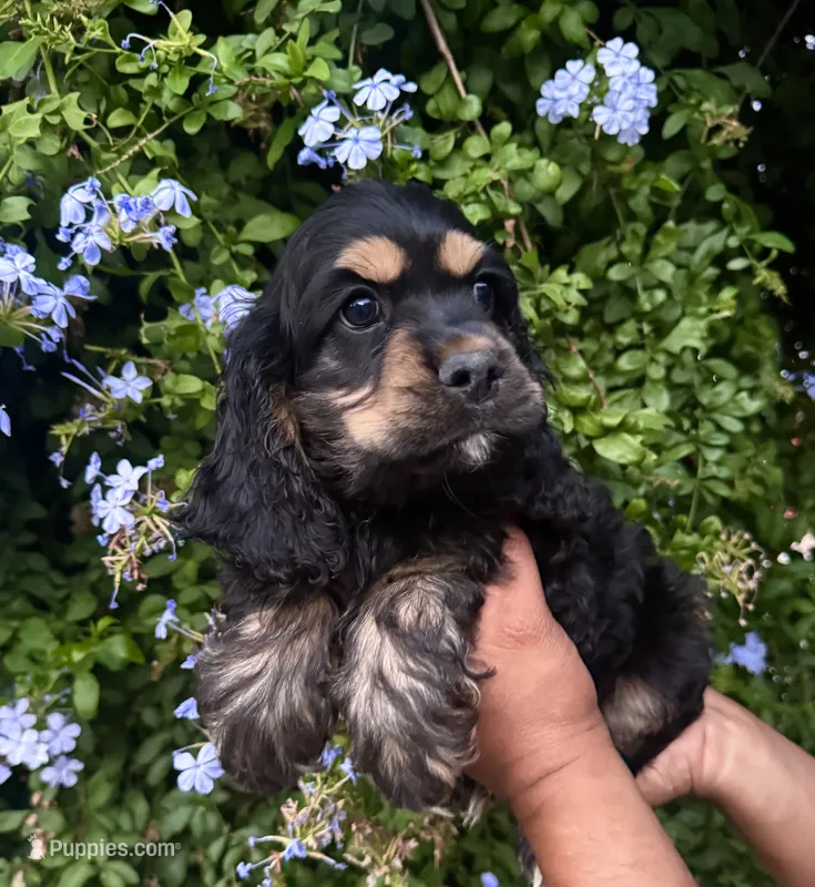Midnight – Cocker Spaniel puppy for sale in Riverside, CA