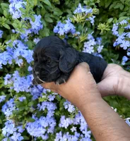 Bonita, a female Cocker Spaniel for sale in Riverside, CA – 2 of 2