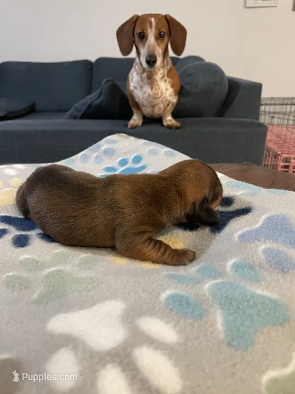 Chocolate – Dachshund, Miniature Dachshund puppy for sale in Palm Bay, FL