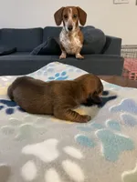Chocolate, a male Dachshund and Miniature Dachshund for sale in Palm Bay, FL – 1 of 2