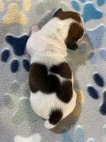 Princess , a female Dachshund and Miniature Dachshund for sale in Palm Bay, FL – 1 of 2