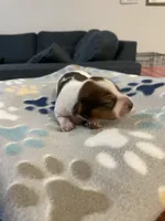 Princess , a female Dachshund and Miniature Dachshund for sale in Palm Bay, FL – 2 of 2