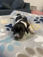 Brownies, a male Dachshund and Miniature Dachshund for sale in Palm Bay, FL – 2 of 2