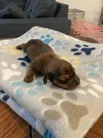 Chocolate, a male Dachshund and Miniature Dachshund for sale in Palm Bay, FL – 2 of 2