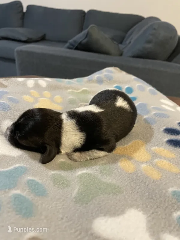 Brownies – Dachshund, Miniature Dachshund puppy for sale in Palm Bay, FL