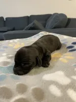 Tuxedo, a male Dachshund and Miniature Dachshund for sale in Palm Bay, FL – 1 of 2