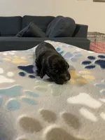 Tuxedo, a male Dachshund and Miniature Dachshund for sale in Palm Bay, FL – 2 of 2