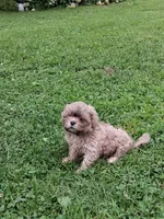 Waldo, a male Shih Tzu for sale in Ava, MO – 5 of 5