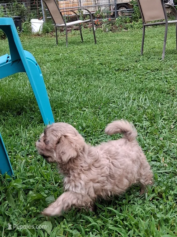 Waldo – Shih Tzu puppy for sale in Ava, MO