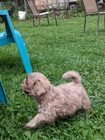 Waldo, a male Shih Tzu for sale in Ava, MO – 3 of 5