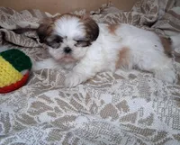 Frilly, a female Shih Tzu for sale in Ava, MO – Photo 4 of 5