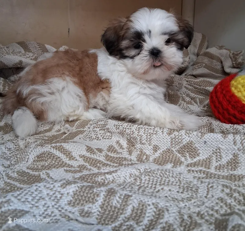 Frilly, a female Shih Tzu for sale in Ava, MO – Photo 1 of 5