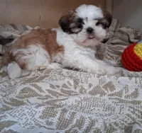 Frilly, a female Shih Tzu for sale in Ava, MO – Photo 1 of 5