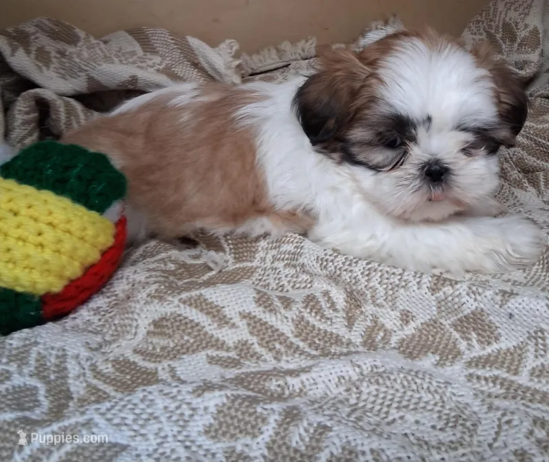 Frilly – Shih Tzu puppy for sale in Ava, MO
