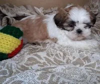 Frilly, a female Shih Tzu for sale in Ava, MO – Photo 3 of 5