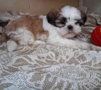 Frilly, a female Shih Tzu for sale in Ava, MO – Photo 5 of 5