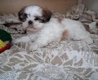 Frilly, a female Shih Tzu for sale in Ava, MO – Photo 2 of 5