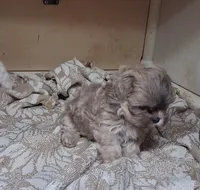 Waldo, a male Shih Tzu for sale in Ava, MO – 2 of 3