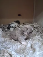 Harry, a male Shih Tzu for sale in Ava, MO – 5 of 5