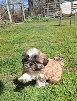 Daffodil, a female Shih Tzu for sale in Ava, MO – Photo 2 of 6