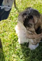 Daffodil, a female Shih Tzu for sale in Ava, MO – Photo 4 of 6