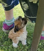 Daffodil, a female Shih Tzu for sale in Ava, MO – Photo 5 of 6