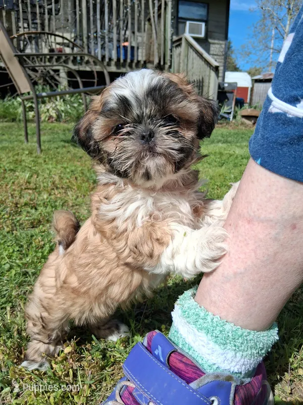 Daffodil – Shih Tzu puppy for sale in Ava, MO